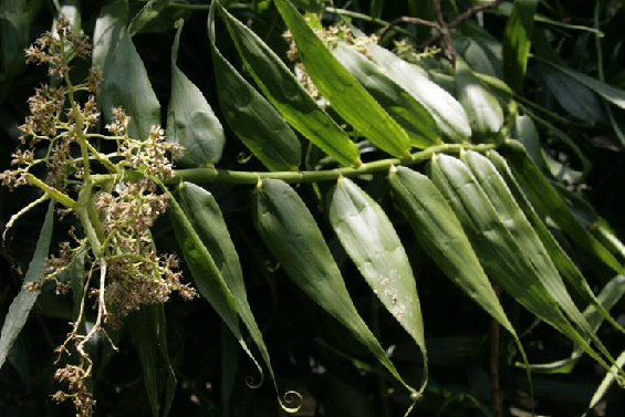 須葉藤(須葉藤科須葉藤屬植物) 須葉藤(須葉藤科須葉藤屬植物)