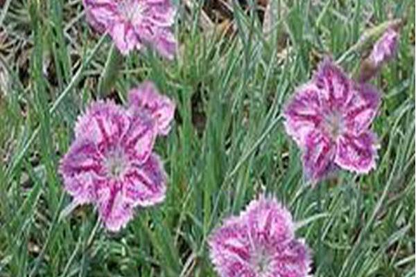 Dianthus \x27Painted Beauty\x27