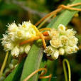菟絲花(草本植物) 菟絲花(草本植物)