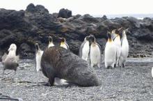 科學家拍到南極海豹強姦企鵝的罕見照片
