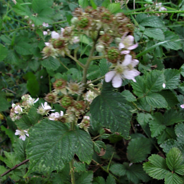 Rubus cissburiensis