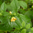 黃花稔 黃花稔