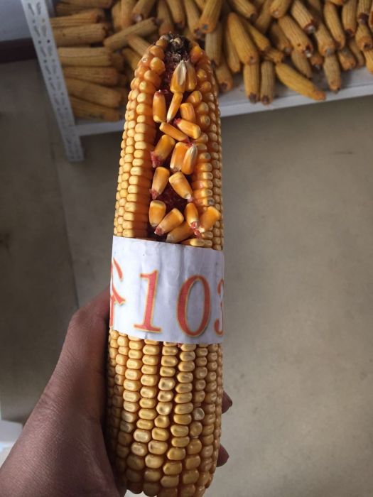 金谷103號 金谷103號