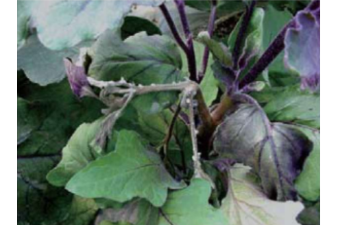 茄子菌核病 茄子菌核病