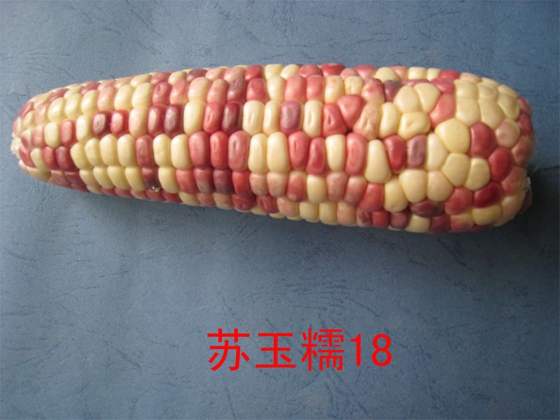 蘇玉糯18 蘇玉糯18