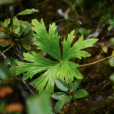 小白撐(植物) 小白撐(植物)