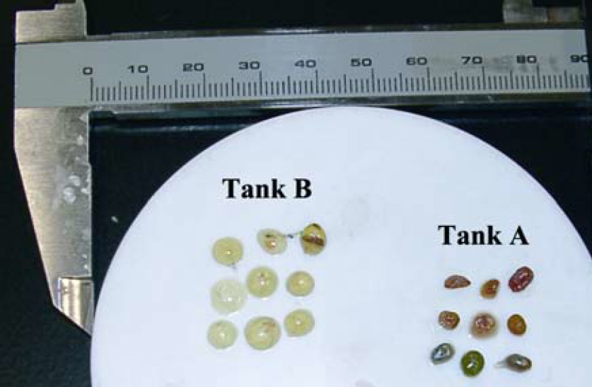圖1鰱膽囊：一直餵藍藻（A），先餵藍藻中途換投飼料（B）