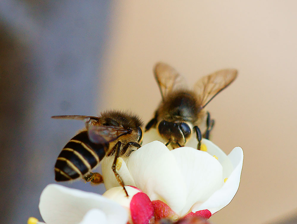 兩隻東方蜜蜂