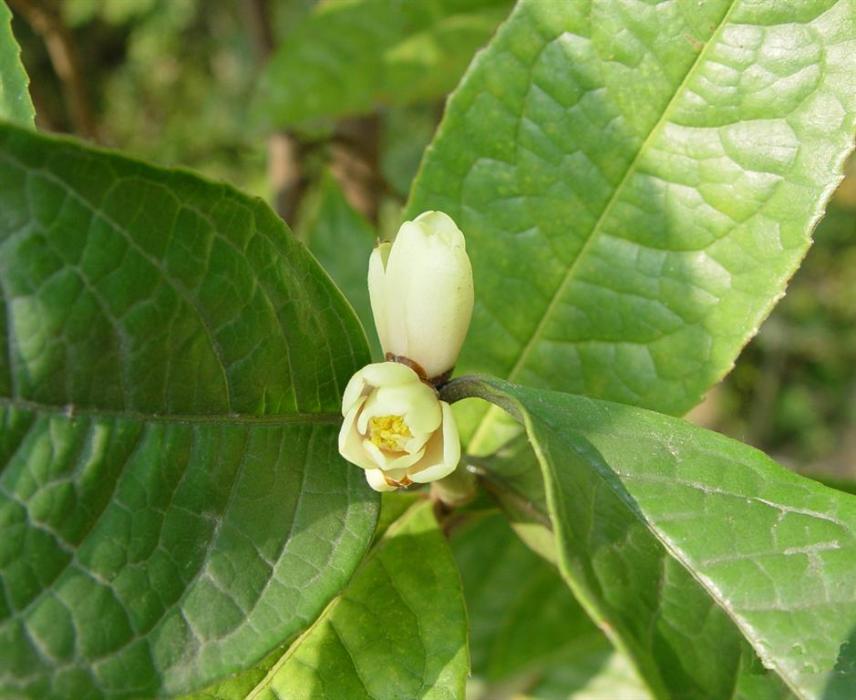 小黃花茶 小黃花茶