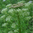 稜子芹根(稜子芹根) 稜子芹根(稜子芹根)