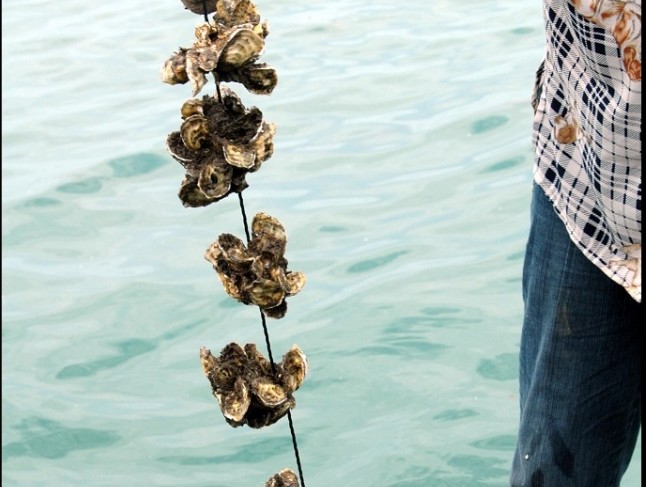 圖5 太平洋牡蠣吊養情形