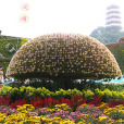 菊花三弄 菊花三弄