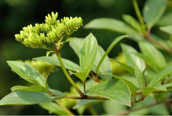 小花棶木(中藥名) 小花棶木(中藥名)