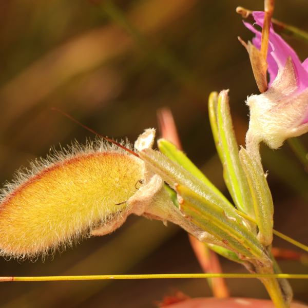 Podalyria oleifolia