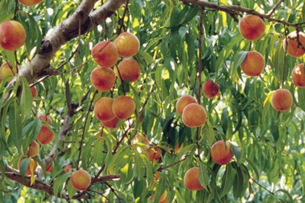 火村紅杏 火村紅杏