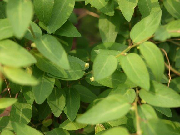厚葉雀舌木(公連) 厚葉雀舌木(公連)