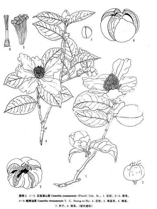 五柱滇山茶(蒙自山茶) 五柱滇山茶(蒙自山茶)