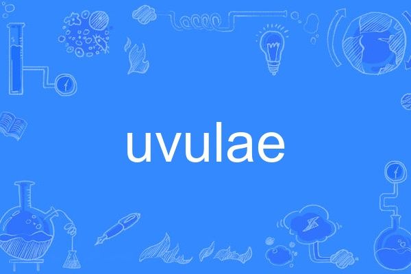 uvulae uvulae