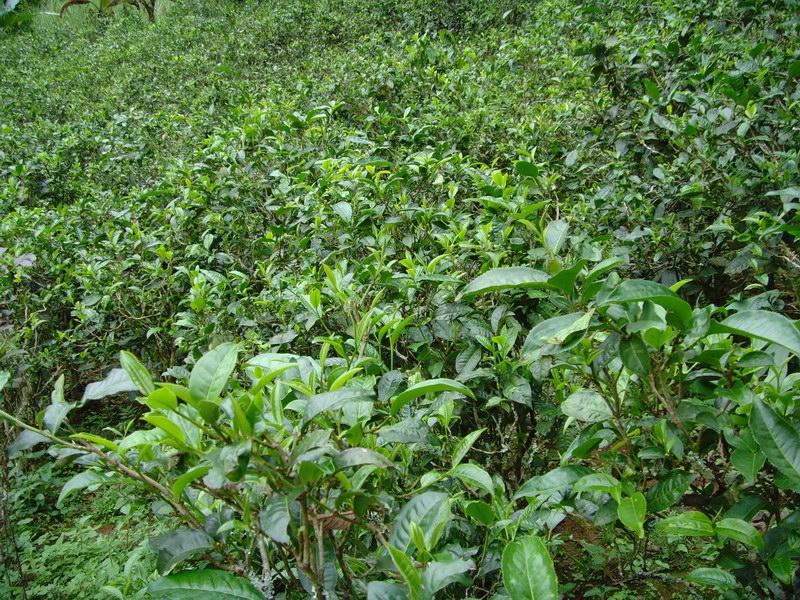 道水村茶葉種植