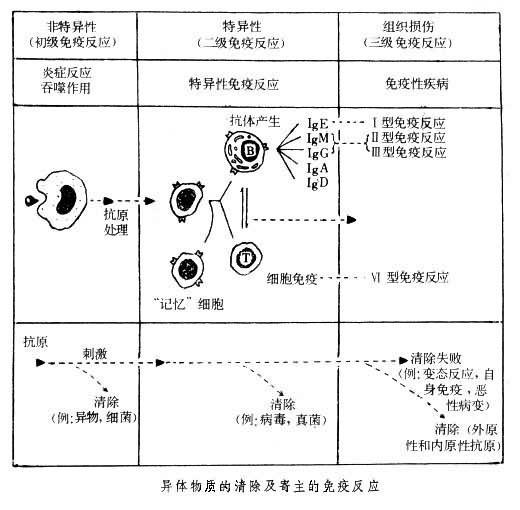 Ⅳ型變態反應 Ⅳ型變態反應
