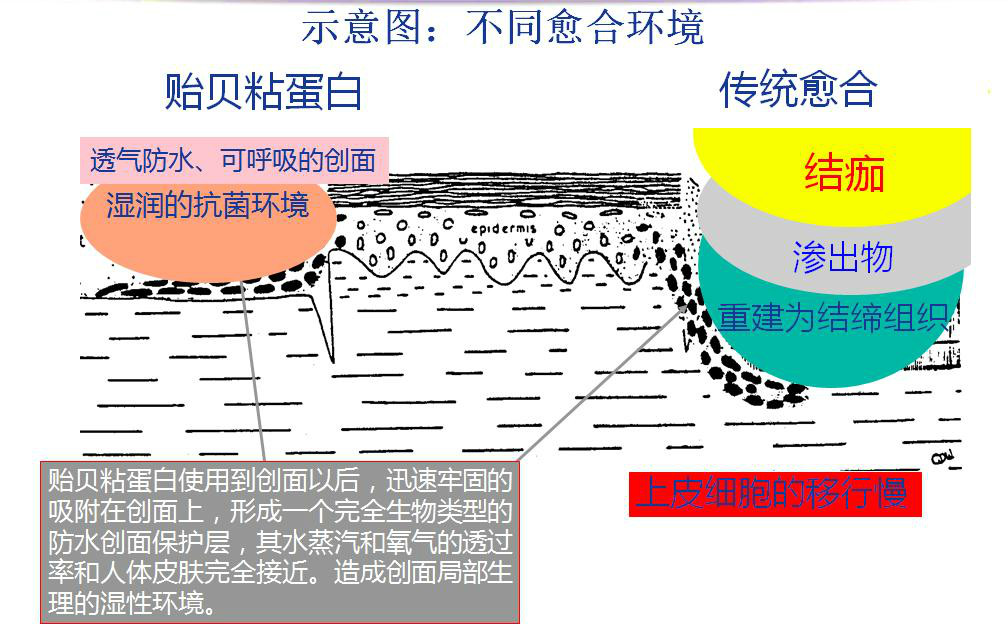 貽貝粘蛋白