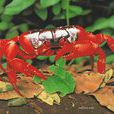 澳洲紅蟹