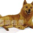 芬蘭絨毛犬 芬蘭絨毛犬