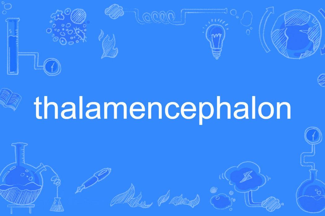 thalamencephalon thalamencephalon