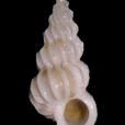 銳角海螄螺