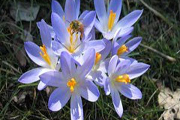 Crocus tommasinianus Crocus tommasinianus
