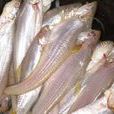 鳳尾魚(小型經濟魚類之一) 鳳尾魚(小型經濟魚類之一)