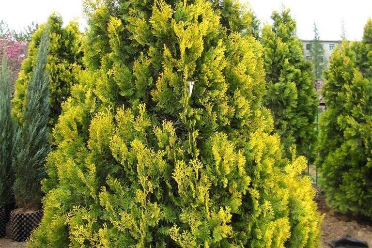 京灑柏2號 京灑柏2號