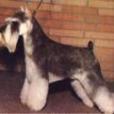 小髯犬 小髯犬