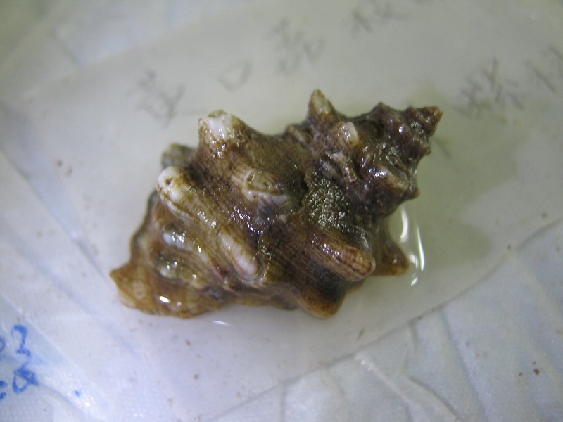黃口荔枝螺