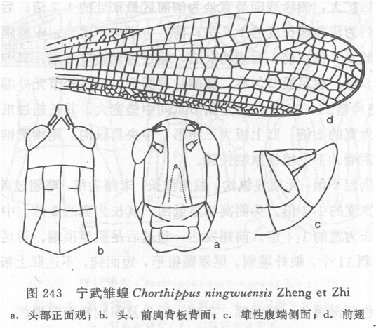 寧武雛蝗 寧武雛蝗
