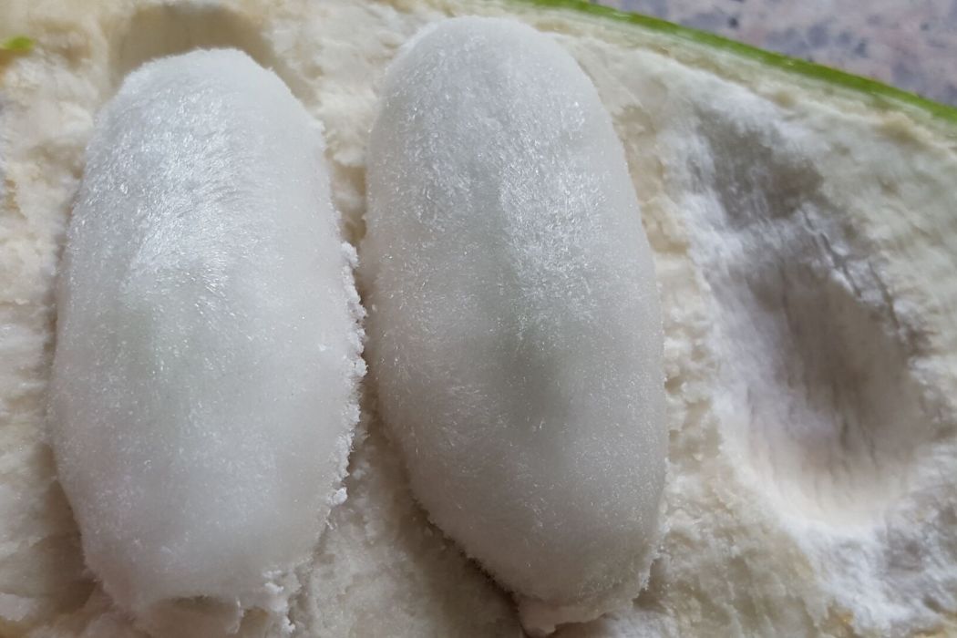 冰淇淋樹