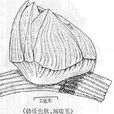 溝紋藤壺 溝紋藤壺