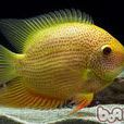 金鳳梨魚