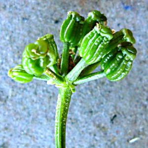 Dasispermum humile