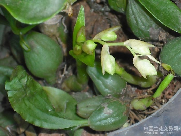 亂角蓮(中藥材) 亂角蓮(中藥材)