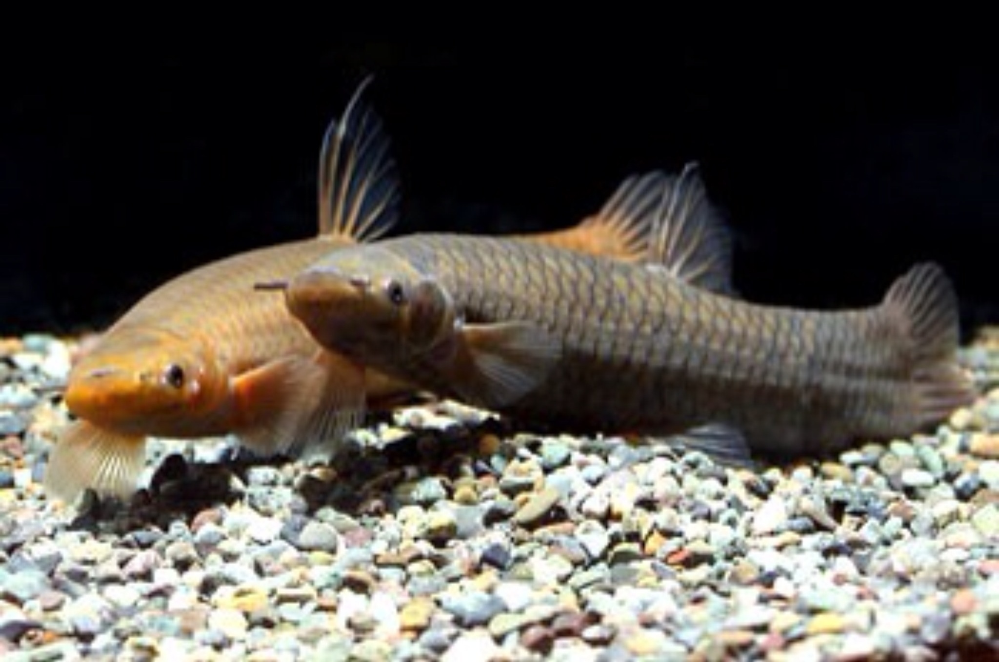 非洲枕枝魚 Phractolaemus ansorgii
