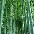 筍竹 筍竹
