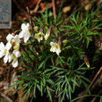 南山堇菜 南山堇菜