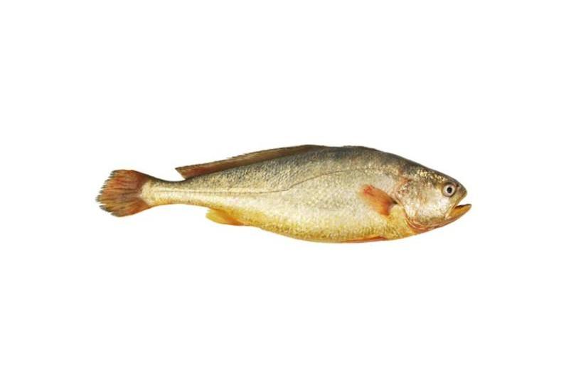 瓤黃魚 瓤黃魚
