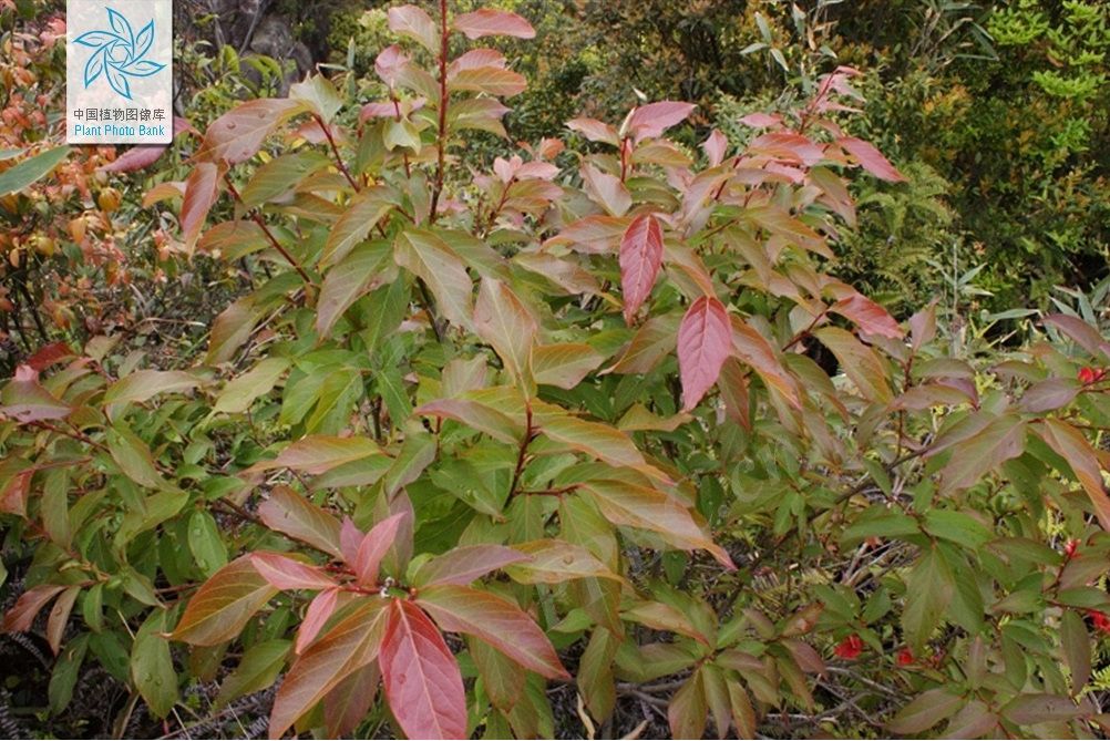 鞣木科 鞣木科