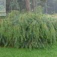 一葉萩(植物)