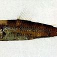 鈍吻燈籠魚