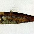 鈍吻燈籠魚 鈍吻燈籠魚