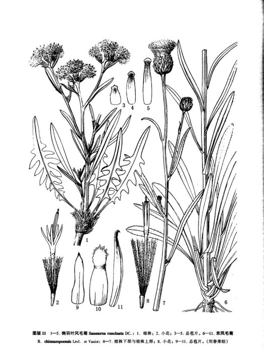 京風毛菊 京風毛菊
