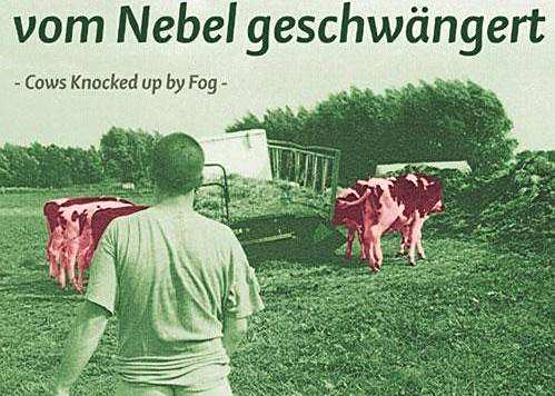 Kühe, vom Nebel geschwängert Kühe, vom Nebel geschwängert
